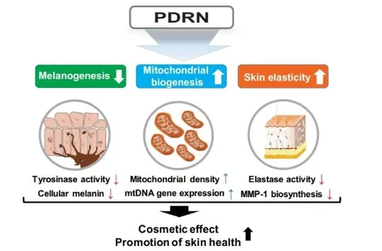 What Does PDRN Do For The Skin? What Does PDRN Do For The Skin?